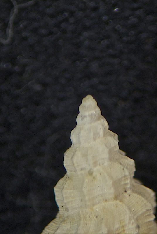Microfossile 33
